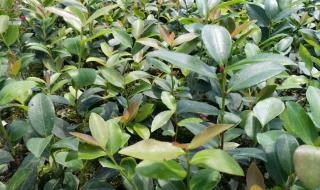 哪里有卖山茶树油树苗 油茶苗价格